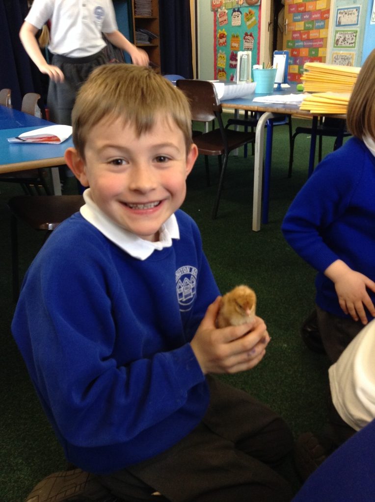 Class 2 Meet The New Chicks Crudgington Primary School Telford 4479