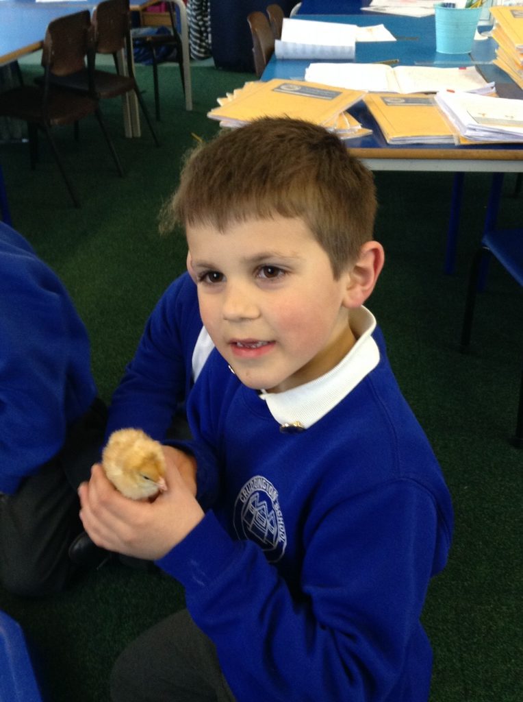 Class 2 Meet The New Chicks Crudgington Primary School Telford 0504